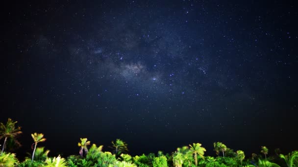 Tropical Palm Tree Jungle — Stock Video