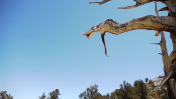 Oude bristlecone pine tree — Stockvideo