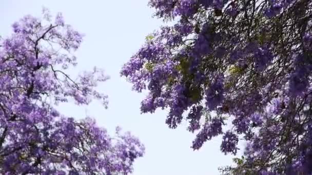 Hotel Jacaranda drzewa — Wideo stockowe