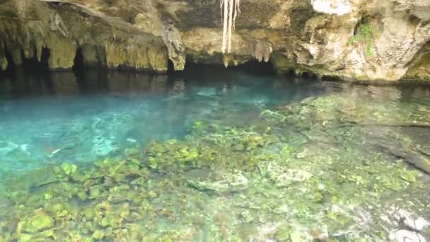 Heliga Maya cenote — Stockvideo