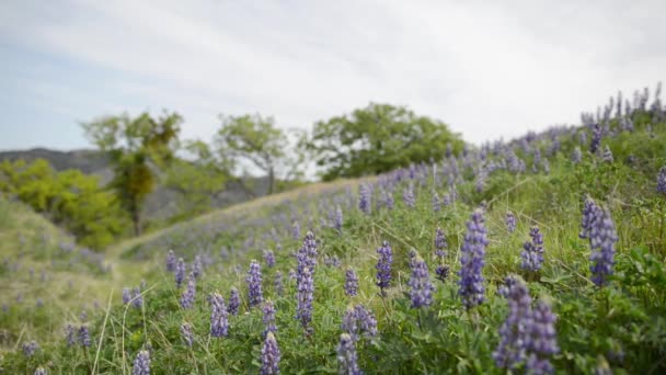 加利福尼亚州野生花卉 — 图库视频影像