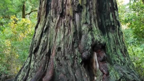 Гигантское дерево — стоковое видео