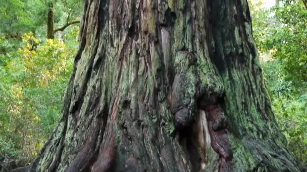 Arbre géant 