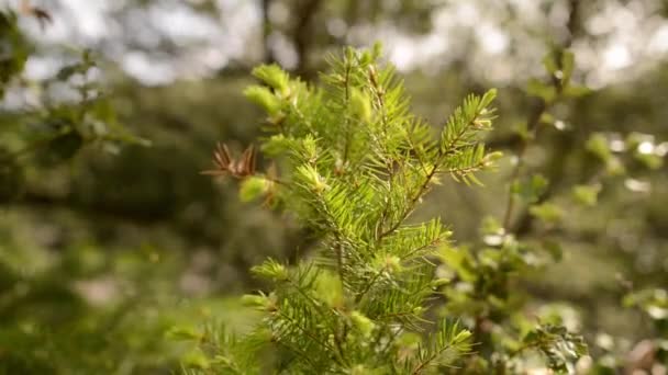 Primavera flores silvestres — Vídeo de stock