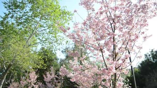 Sakura flores de cerezo — Vídeos de Stock