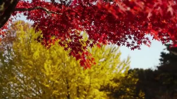 Ιαπωνικός σφένδαμνος και το ginkgo δέντρα — Αρχείο Βίντεο