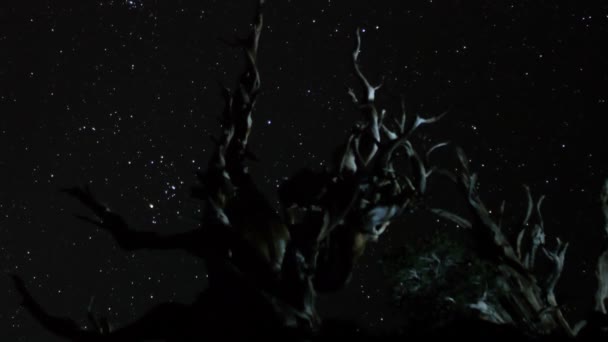 étoiles plus ancient bristlecone pine