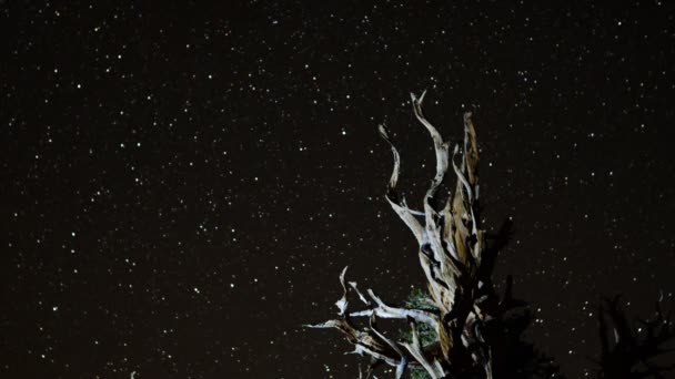 Звездные тропы над древней Бристлеконе — стоковое видео