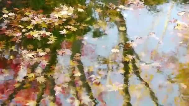 Japán juhar levelei víz alatt — Stock videók