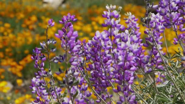 Каліфорнія Дикі квіти — стокове відео