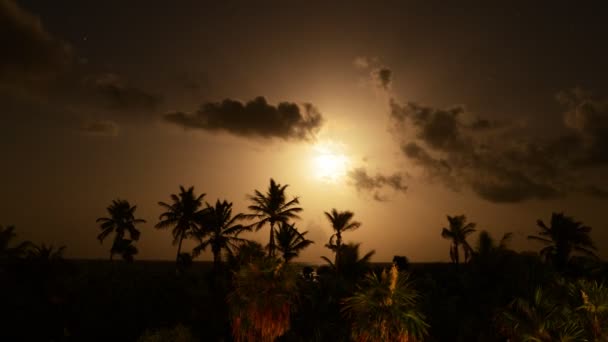 Tropical Moon Nigh — Stock Video