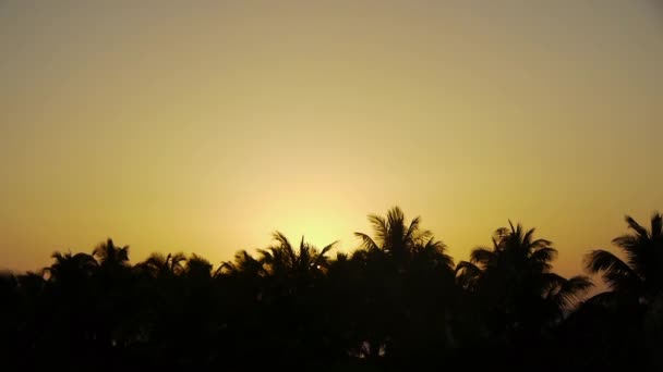 Salida del sol en la palmera tropical — Vídeos de Stock