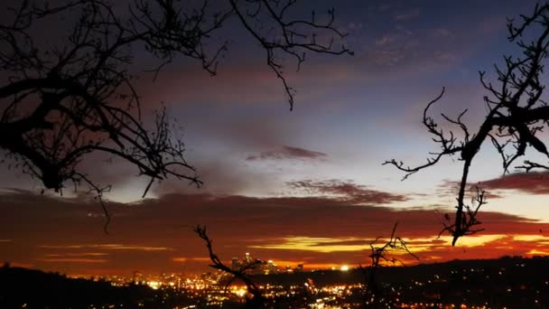洛杉矶城市灯光、 树的剪影 — 图库视频影像