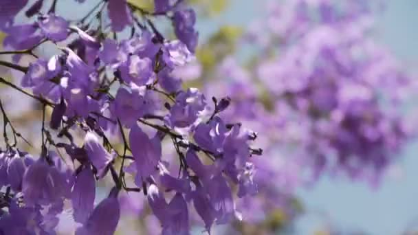 Albero di Jacaranda — Video Stock