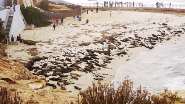 La jolla cove san Diego'da Seals — Stok video