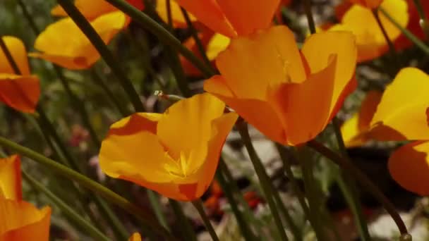 California flores silvestres amapola — Vídeo de stock