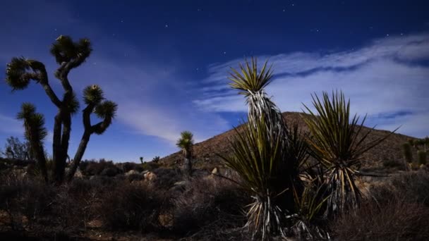 Joshua Tree and Yucca in Moon Light — Stock Video