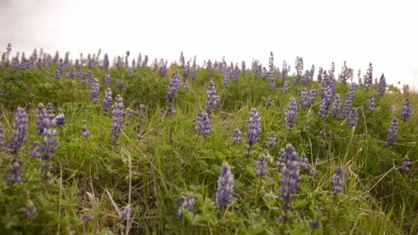 Califórnia flores silvestres — Vídeo de Stock