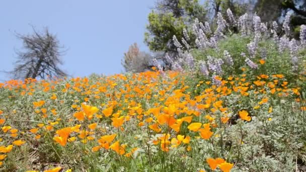 Californie Fleurs sauvages 