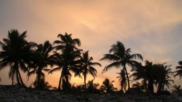 Закат с тропической пальмой — стоковое видео