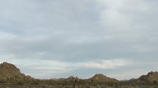 ジョシュア ツリー国立公園の風景 — ストック動画