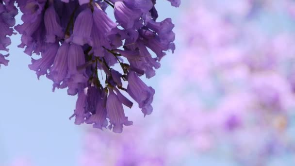 Jacaranda boom — Stockvideo