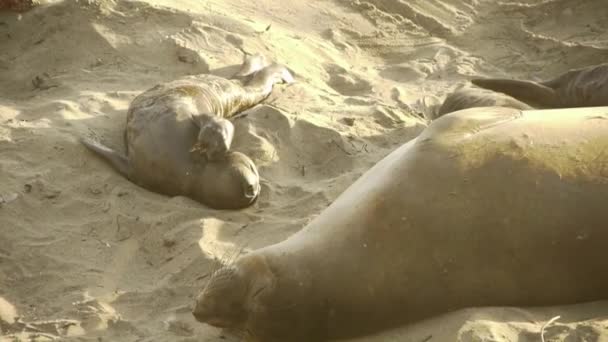 Elephant Seals Colony — Stock Video