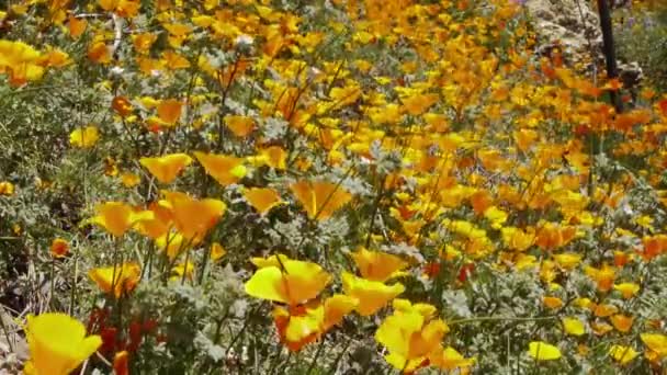 加利福尼亚州野生花卉 — 图库视频影像