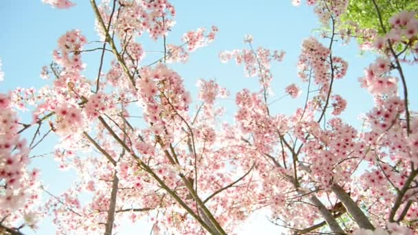 Sakura cherry blossoms — Stock videók