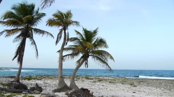 Praia tropical e palmeiras — Vídeo de Stock