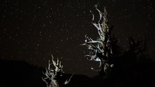 Ster paden over oude bristlecone pine bomen — Stockvideo