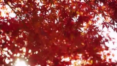 Japon maple ağaçlar güneş parlıyor