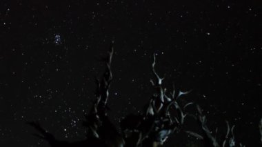 Yıldız üzerinde antik bristlecone çam