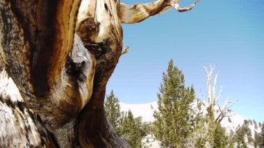 Antik bristlecone çam ağacı