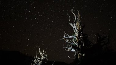 Star yollar üzerinde antik bristlecone