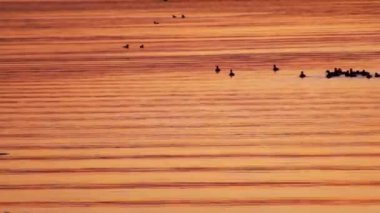 deniz kuşları günbatımı lagün genelinde