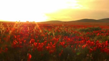 gün batımında California kır çiçekleri poppy alanları