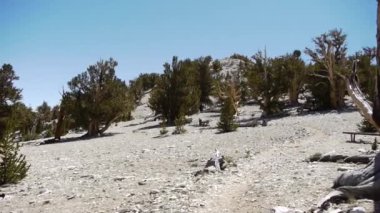 Antik bristlecone çam ağacı