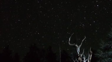 Yıldız üzerinde antik bristlecone çam