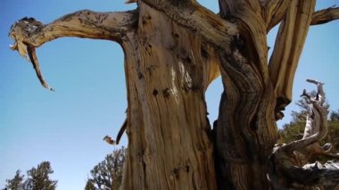 Antik bristlecone çam ağacı