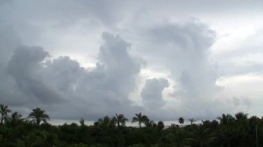 tropikal muson palmiye ağacı üzerinde