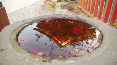 Japon su yansıtan içine düşen akçaağaç