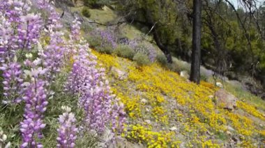 California kır çiçekleri