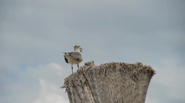 Seagull beach gölge üstüne