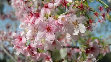 Sakura kiraz çiçekleri
