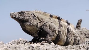 Dev iguana