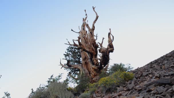 Ancient Bristlecone Pine Tree — Stock Video