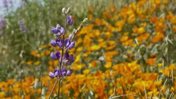 Califórnia flores silvestres — Vídeo de Stock