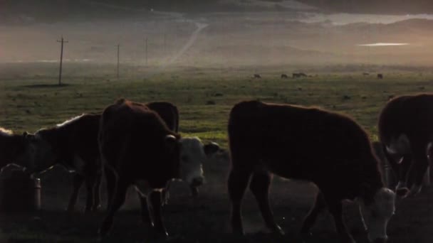 Pastagem de vacas Vídeo De Stock