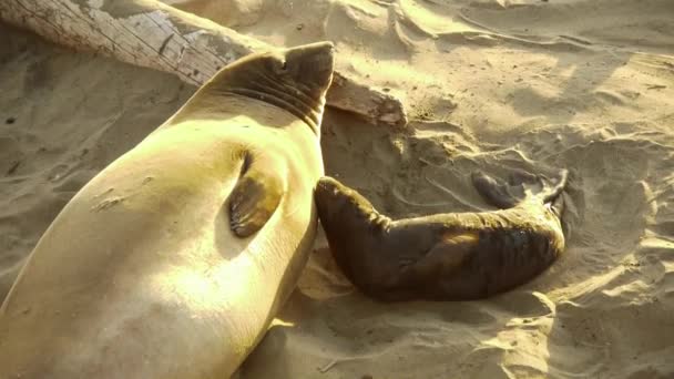 Elephant Seals Colony — Stock Video